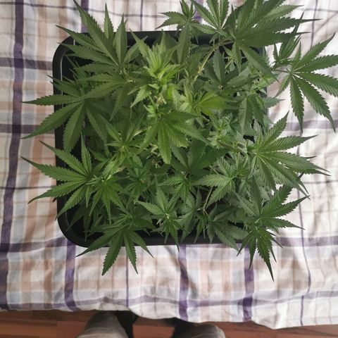 Royal Moby #2 growlog timeline photo