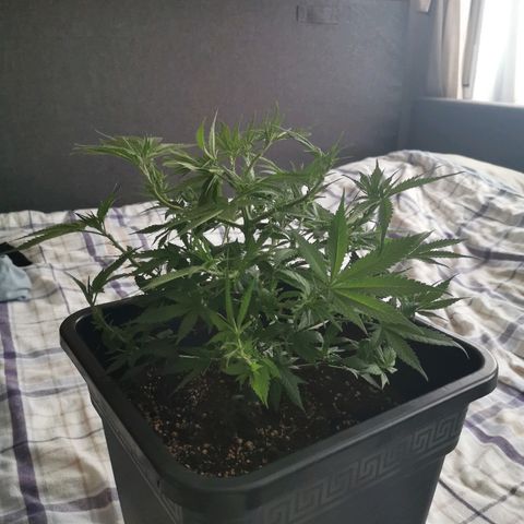 Royal Moby #2 growlog timeline photo