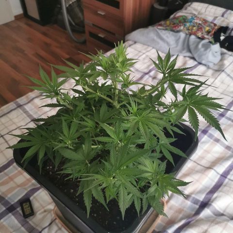 Royal Moby #2 growlog timeline photo