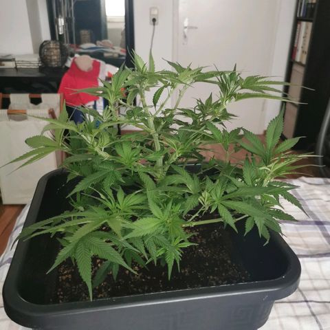 Royal Moby #2 growlog timeline photo
