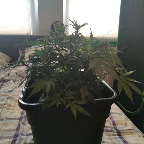 Royal Moby #2 growlog timeline photo