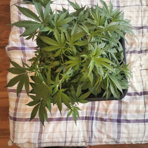 Royal Moby #2 growlog timeline photo