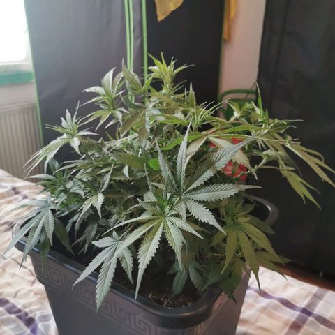 Royal Moby #2 growlog timeline photo