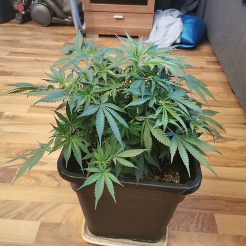 Royal Moby #2 growlog timeline photo