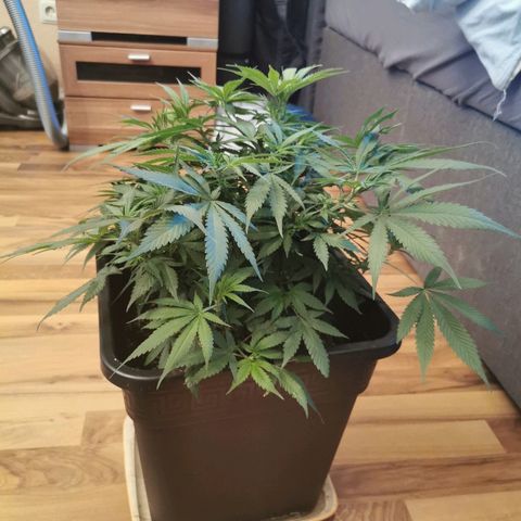 Royal Moby #2 growlog timeline photo