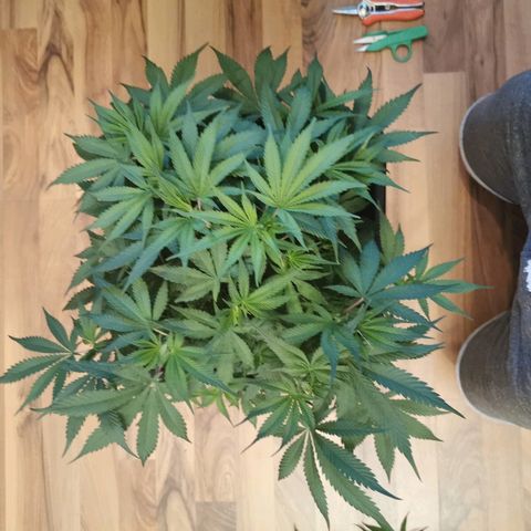 Royal Moby #2 growlog timeline photo
