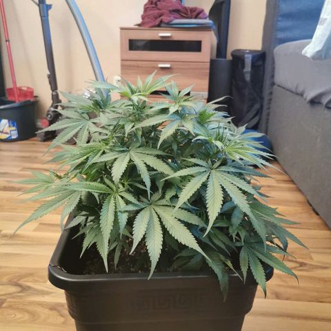 Royal Moby #2 growlog timeline photo
