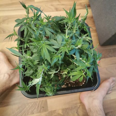 Royal Moby #2 growlog timeline photo
