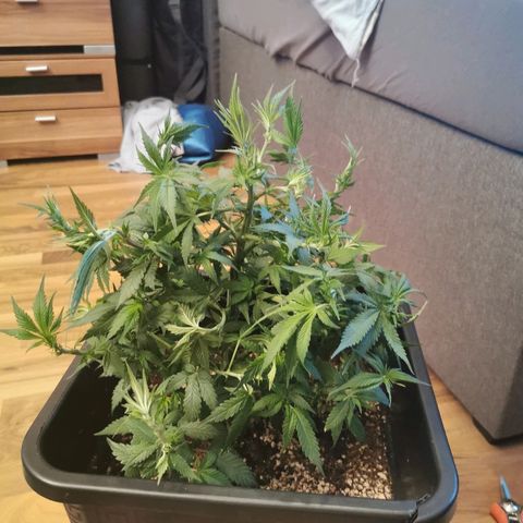 Royal Moby #2 growlog timeline photo