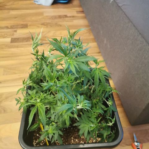 Royal Moby #2 growlog timeline photo