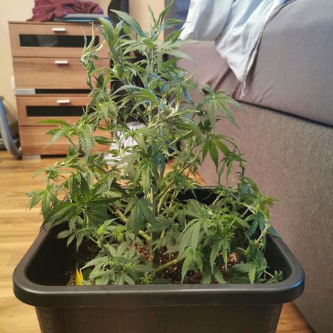Royal Moby #2 growlog timeline photo