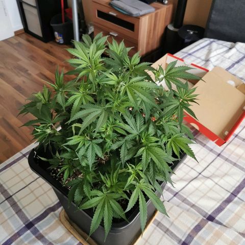 Royal Moby #2 growlog timeline photo