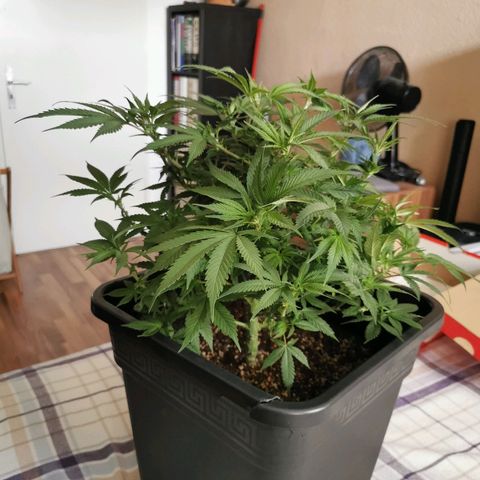 Royal Moby #2 growlog timeline photo