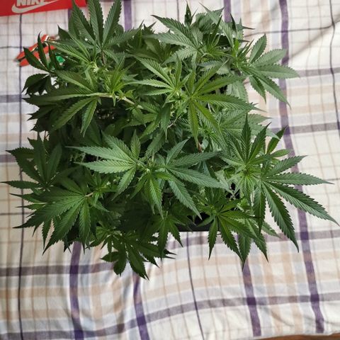 Royal Moby #2 growlog timeline photo