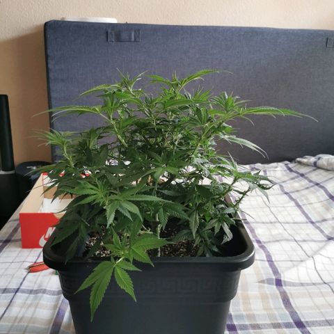 Royal Moby #2 growlog timeline photo