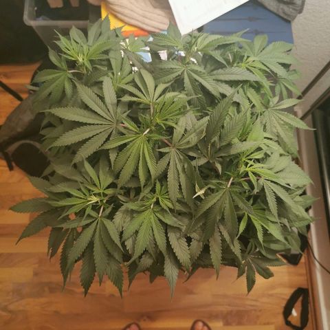 Royal Moby #2 growlog timeline photo