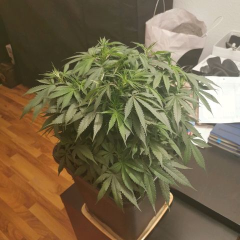 Royal Moby #2 growlog timeline photo