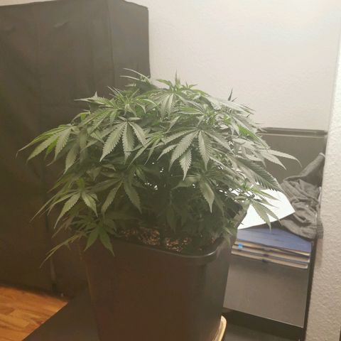 Royal Moby #2 growlog timeline photo