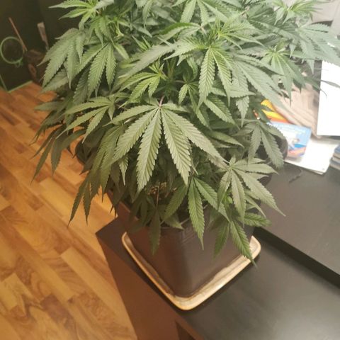 Royal Moby #2 growlog timeline photo