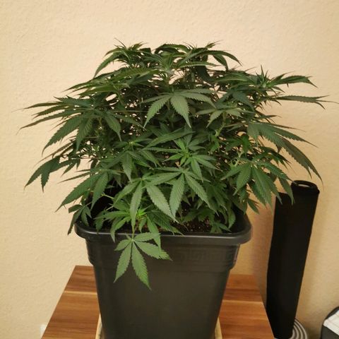 Royal Moby #2 growlog timeline photo