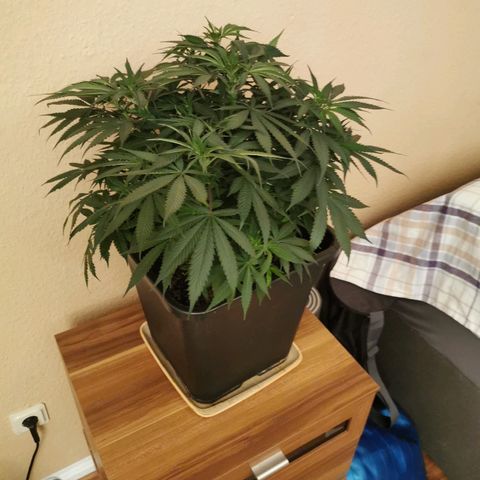 Royal Moby #2 growlog timeline photo