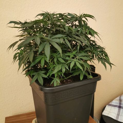 Royal Moby #2 growlog timeline photo