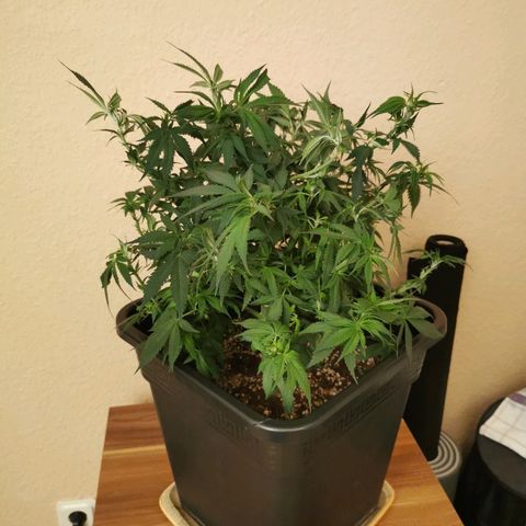 Royal Moby #2 growlog timeline photo