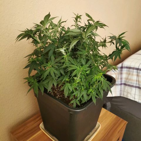 Royal Moby #2 growlog timeline photo