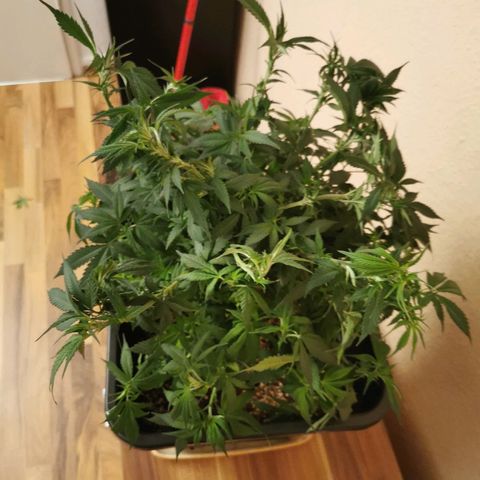 Royal Moby #2 growlog timeline photo