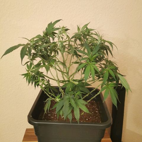 Royal Moby #2 growlog timeline photo