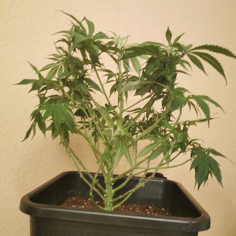 Royal Moby #2 growlog timeline photo