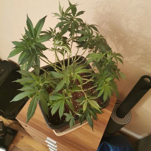 Royal Moby #2 growlog timeline photo