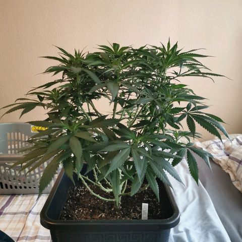 Royal Moby #2 growlog timeline photo