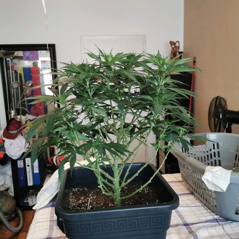 Royal Moby #2 growlog timeline photo