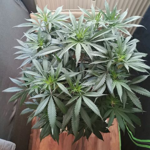 Royal Moby #2 growlog timeline photo