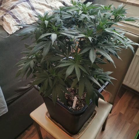 Royal Moby #2 growlog timeline photo