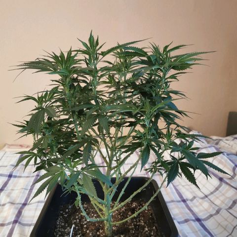 Royal Moby #2 growlog photo: vereinzelt weisse Häärchen