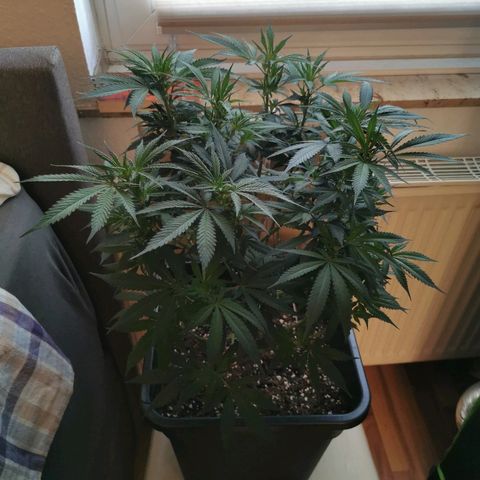 Royal Moby #2 growlog photo: vereinzelt weisse Häärchen