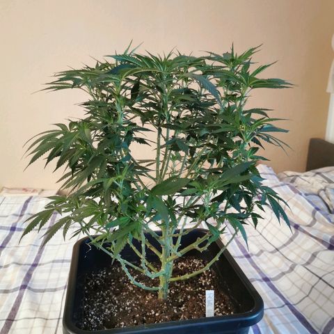 Royal Moby #2 growlog photo: vereinzelt weisse Häärchen