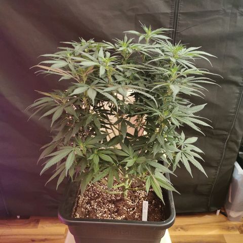 Royal Moby #2 growlog timeline photo