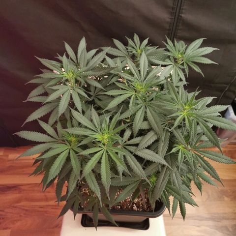 Royal Moby #2 growlog timeline photo