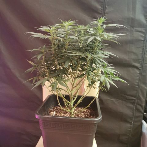 Royal Moby #2 growlog timeline photo