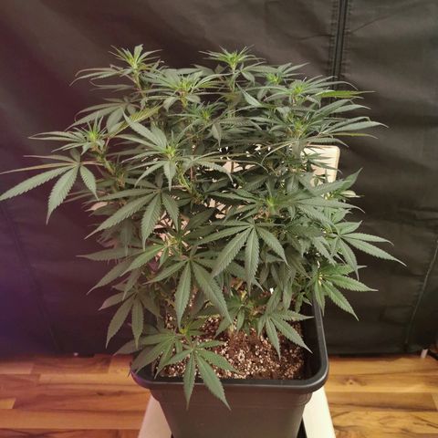 Royal Moby #2 growlog timeline photo