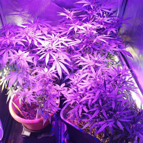Royal Moby #2 growlog timeline photo