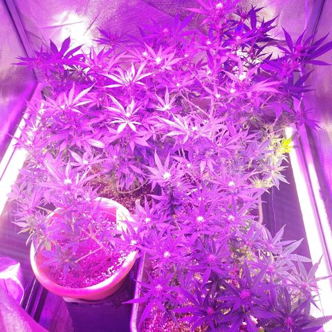Royal Moby #2 growlog timeline photo