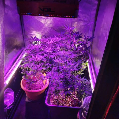 Royal Moby #2 growlog timeline photo