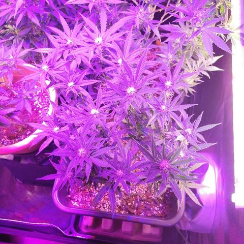 Royal Moby #2 growlog timeline photo