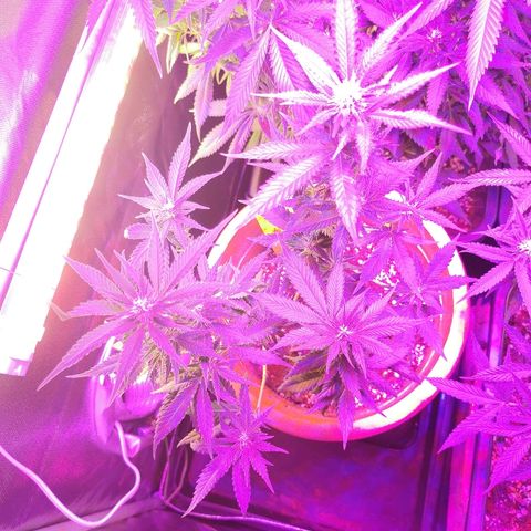 Royal Moby #2 growlog timeline photo