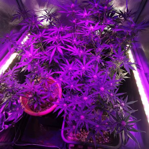 Royal Moby #2 growlog timeline photo