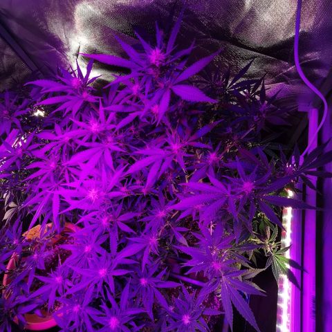Royal Moby #2 growlog timeline photo